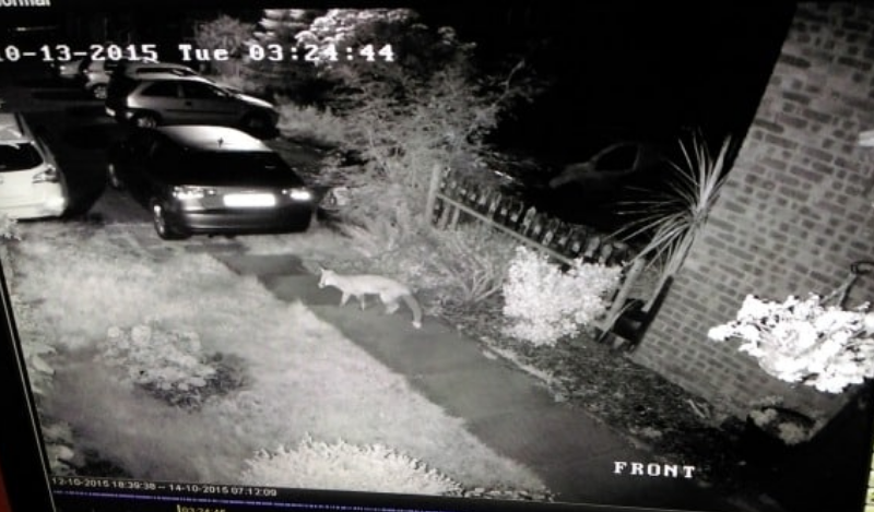 Night vision camera